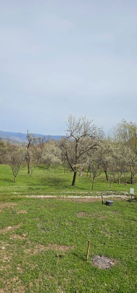Talea/ Prahova